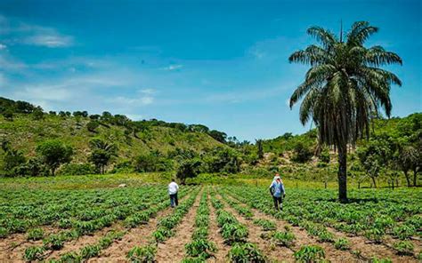 Tierras no legalizadas palo en la rueda del crédito agropecuario CEBAR