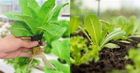 Can You Plant Hydroponic Plants in Soil? - Farm Life Geek