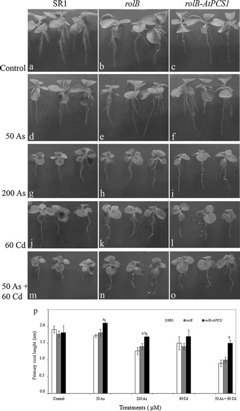 Phenotype Of Wild Type SR1 A D G J M And Transgenic RolB B E