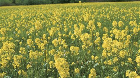 Mustard Seed Plant Fully Grown