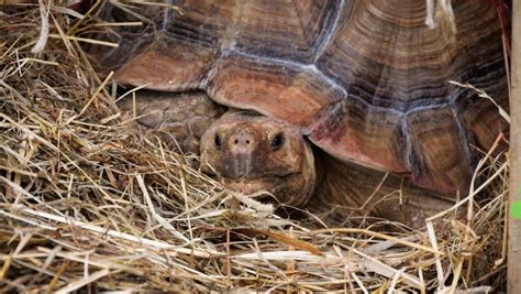 Male Vs Female Sulcata Tortoise Insights On Differences And