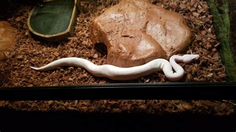 Blue Eyed Leucistic Ball Python (Full Care Guide)