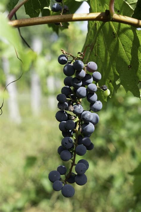 Red grapes on a vine stock photo. Image of blue, unharvested - 140923296