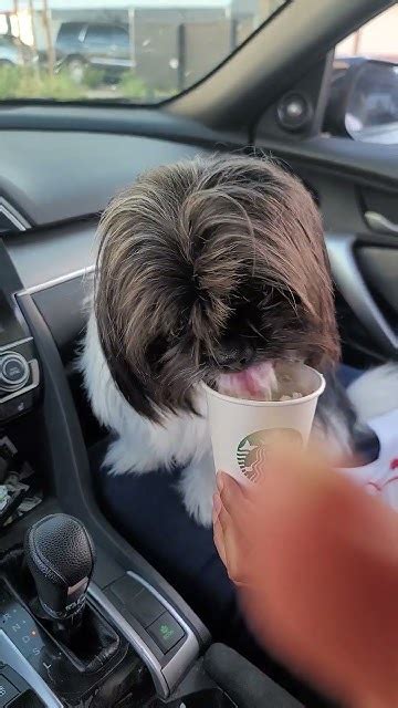 Lukes First Pup Cup Youtube