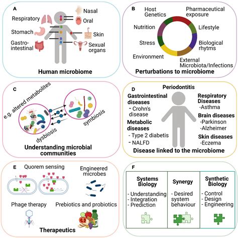 Frontiers Synergies Of Systems Biology And Synthetic Biology In Human