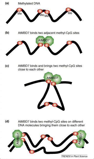 Methyl Cpg Binding Domain Proteins In Plants Interpreters Of Dna