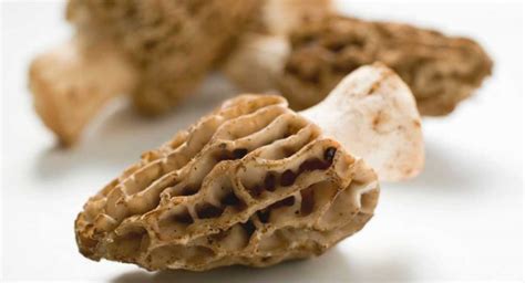 Best morel Mushroom Growing Kit – A Top 5 Review - My Mushroom Tips