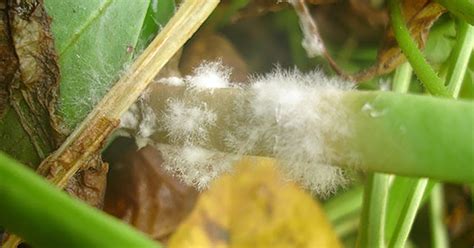 Integra O De Fungicidas Biol Gicos E Qu Micos Aumenta A Efici Ncia De