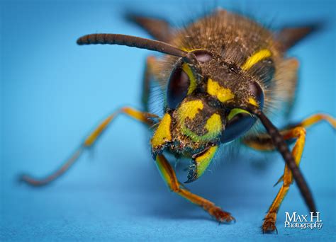 Fondos De Pantalla Photoshop Ojos De Cerca Insecto Verde