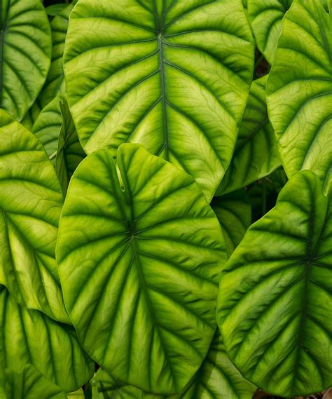 Alocasia Leaves Veins Macro Green Hd Phone Wallpaper Peakpx