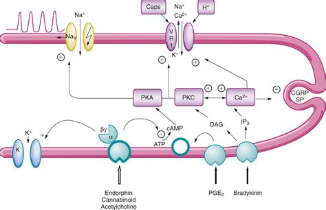 Nociceptive Physiology Clinical Tree