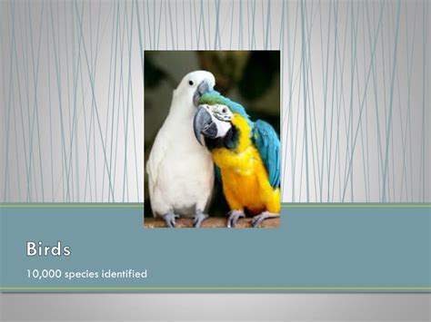 Ppt Vertebrates Powerpoint Presentation Free Download Id2005213