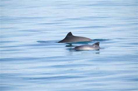 Great News! Proposed Special Area of Conservation (pSAC) for porpoise ...