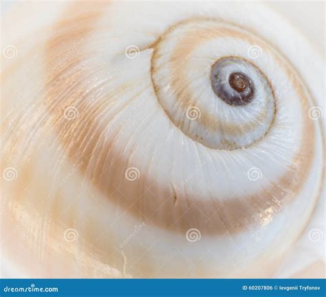 Sea Shell Swirl Stock Photo Image Of Nautilus Oceanic 60207806