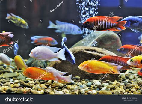 3,779 Malawi fish Images, Stock Photos & Vectors | Shutterstock