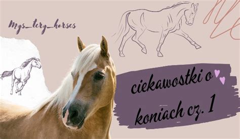 Ciekawostki O Koniach SameQuizy