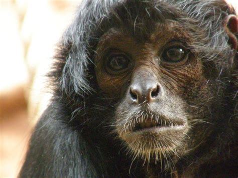 Mono Ara A De Cabeza Negra Primates Del Ecuador Biodiversity All