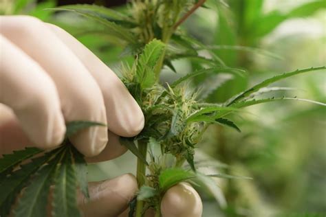 Cient Ficos Podando Cannabis Dentro De La Granja Laboratorio De