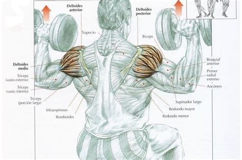 Rutina De Hombros Deltoides Ejercicios Adictos Al Gym