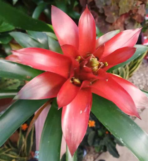 How To Revive A Dying Bromeliad Gardener Report