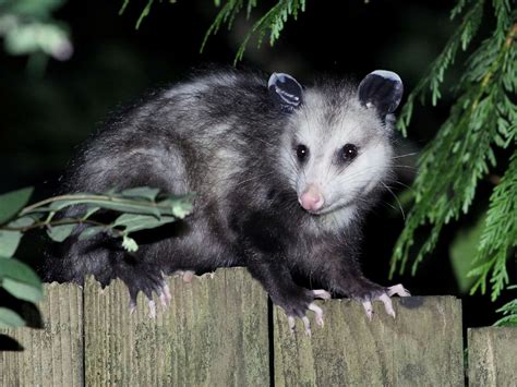 Signs There Are Opossums In The Attic Removal Tips Safety Concerns