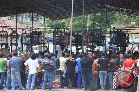 Tapis Bird Community Tana Paser Tata Cara Penilaian Lomba Burung Berkicau