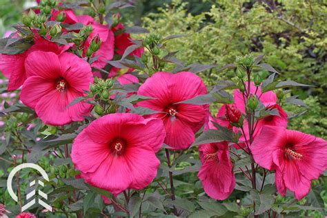 What are the Different Types of Hibiscus Varieties? | Platt Hill ...