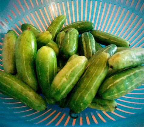 Tindora Fry Recipe | Fried Tendli | Ivy Gourd - VegeCravings