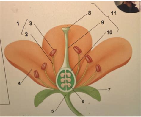 Flowering Plants Angiosperms Flashcards Quizlet