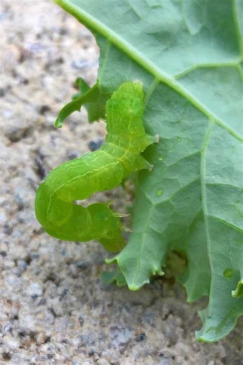 How To Identify And Control Cabbage Pests Gardeners Path