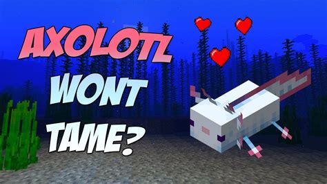 Can You Tame Axolotls In Minecraft Youtube