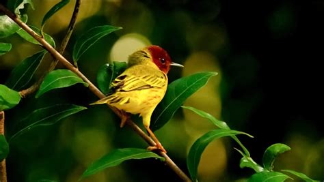 Observación De Aves Una De Las Actividades En Islas Secas • Teorema Ambiental