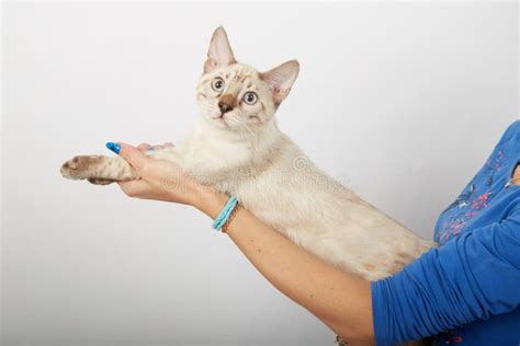 A Kitten of the Bengal Breed of Cats Color Sepia in the Hands of the Hostess Stock Photo - Image ...