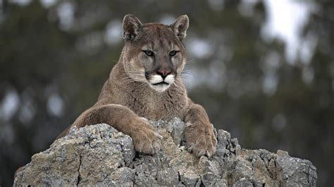 Puma el animal de la fuerza y vitalidad de los pueblos prehispánicos