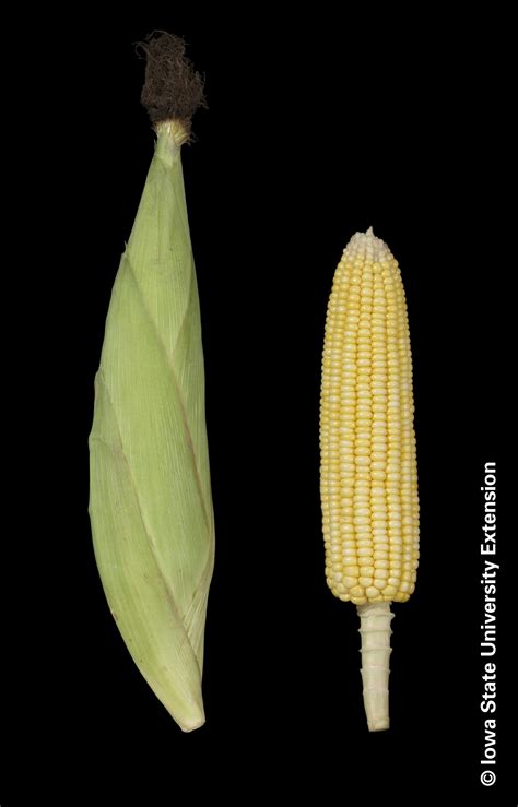 Etapas De Crecimiento Y Desarrollo Del Ma Z Wiki Agronomia