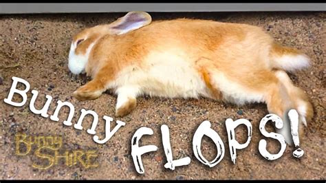 Bunny Flops Creampuff Flopping Youtube