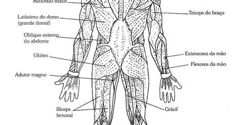 15 Desenhos Do Sistema Muscular Para Imprimir E Colorir