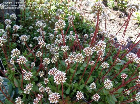 Plantfiles Pictures Crassula Species Red Carpet Crassula Red Carpet