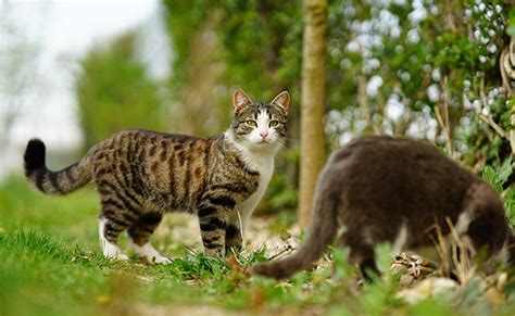 Le Chat Est Il Vraiment Dangereux Pour La Biodiversit