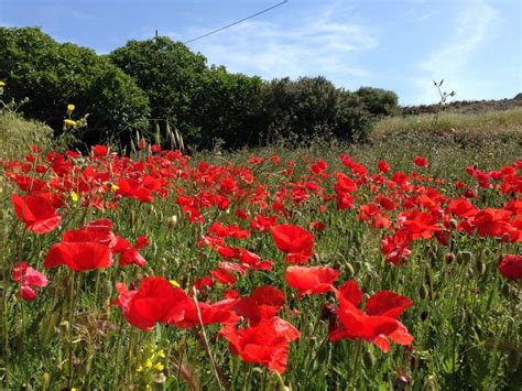 Spain Poppy Flowers | Spanish flowers, Plant life, Flowers