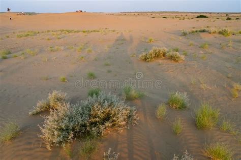 Mexican Feather Grass , Stipa Tenuissima, Small Desert Plants Growing at Sand Dunes of Thar ...