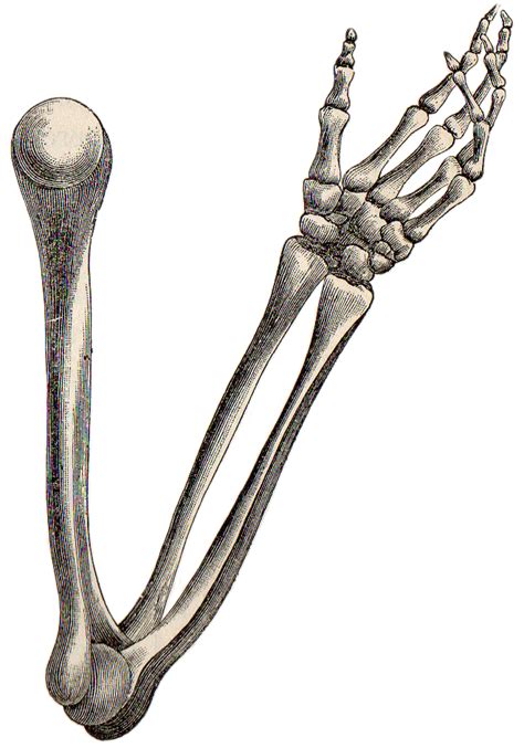 Free Skeleton Hand Cliparts, Download Free Skeleton Hand Cliparts png ...