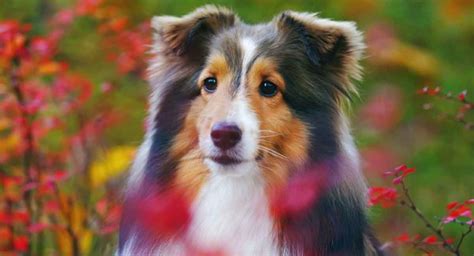 Herding Dogs Discover 16 Super Smart Herding Dog Breeds