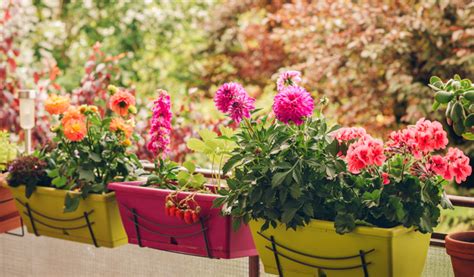 Comment Avoir De Beaux G Raniums De Balcon Jardiland