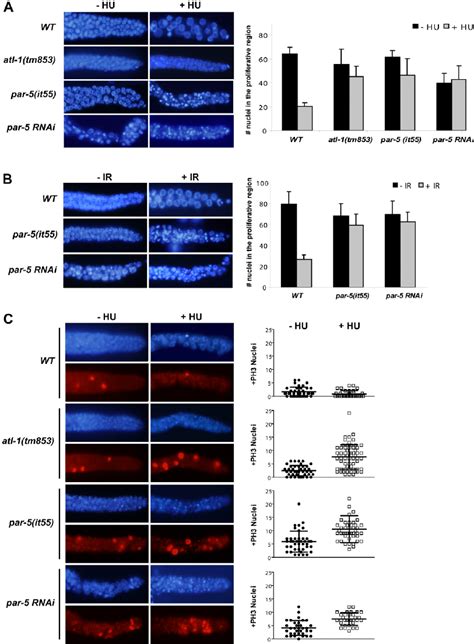 Cell Cycle Arrest Induced By DNA Damage Depends On Par 5 Function A