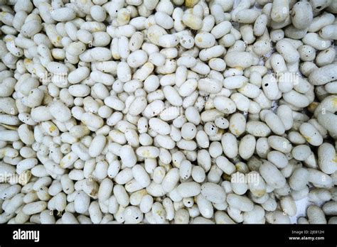 A Detail Close Up View Of Authentic Natural White Silk Worm Cocoons