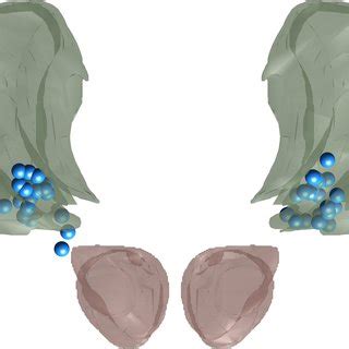 Projection of all active contacts (blue) onto a neuroanatomical atlas... | Download Scientific ...