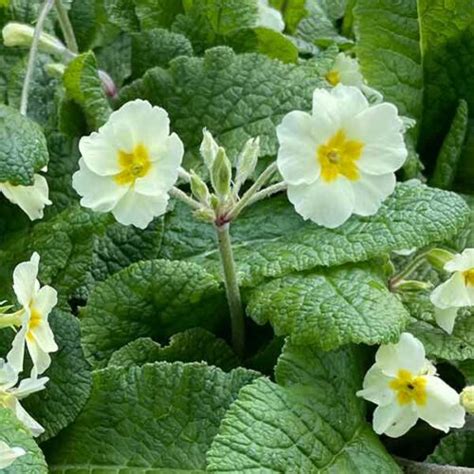 How To Grow Primula Vulgaris The English Primrose