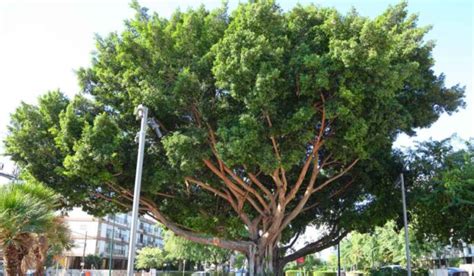 Ficus Microcarpa Facts Uses Toxicity And Care Tips