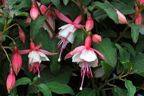 10 Fabulous Fuchsias To Grow Bbc Gardeners World Magazine